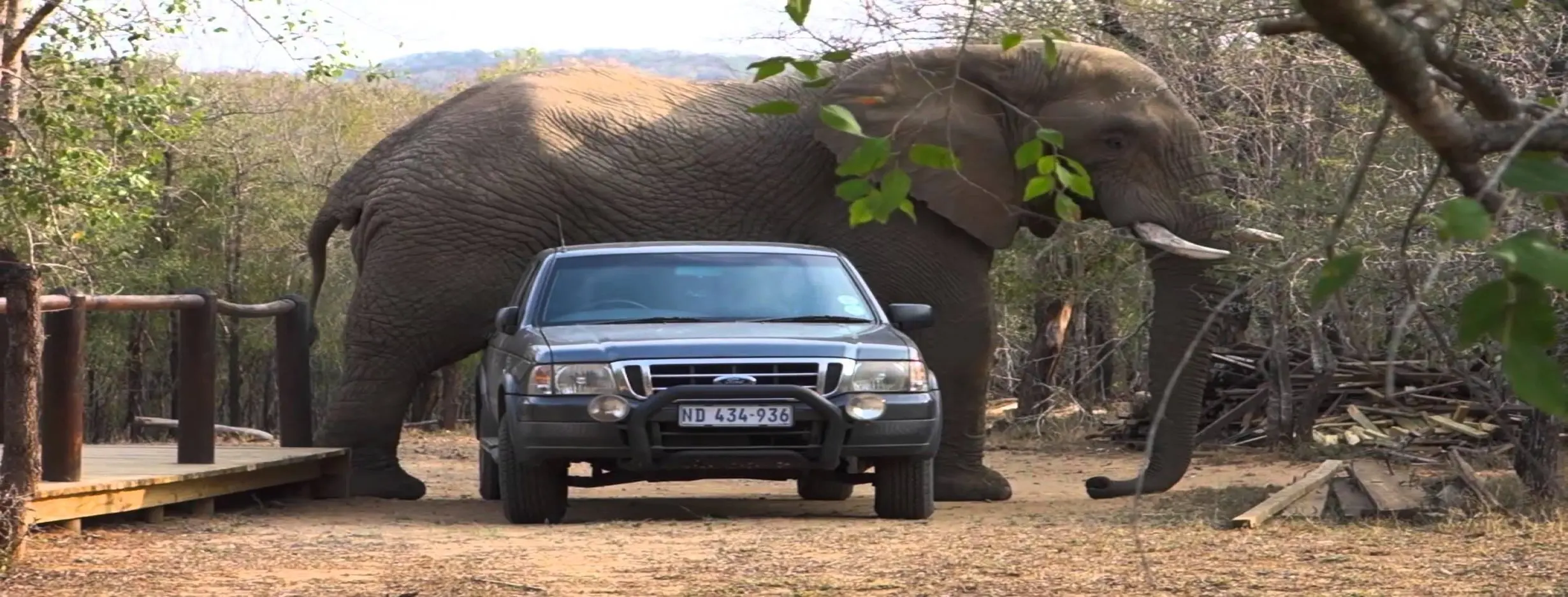 Image for Elephant Encounter